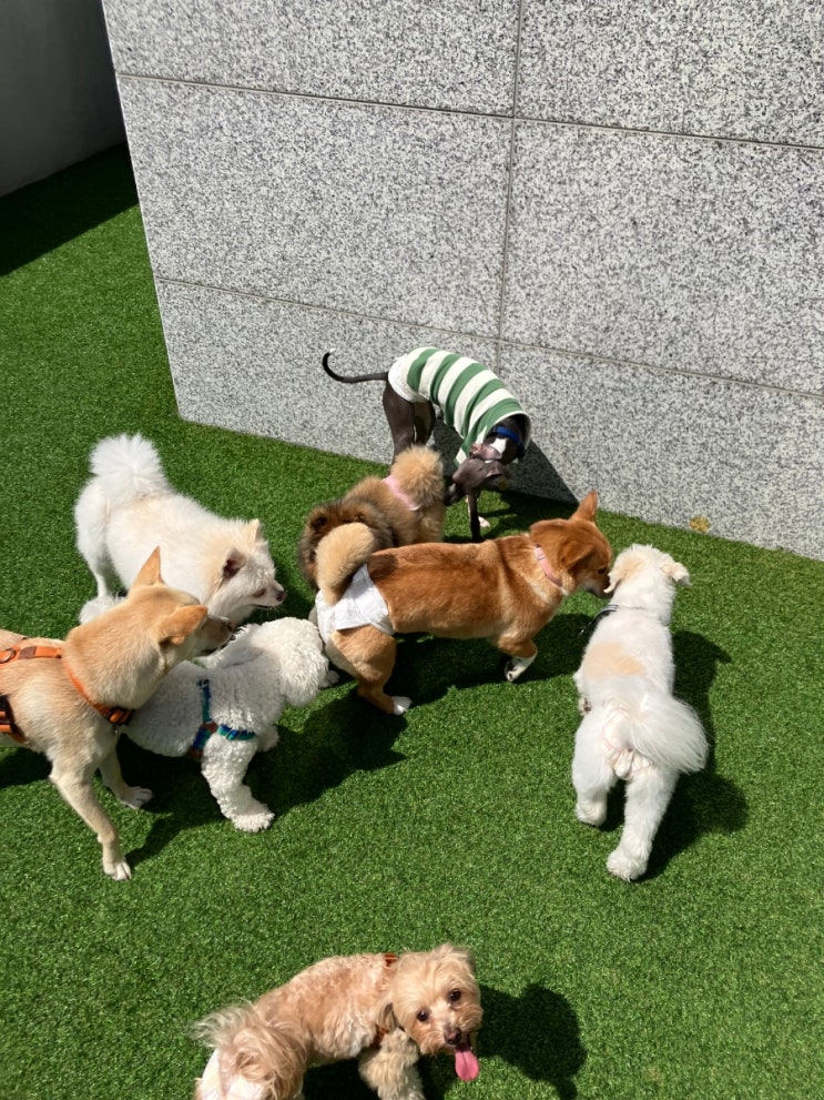  항문낭 양 많은 강아지, 체질? 염증? 관리법 총정리