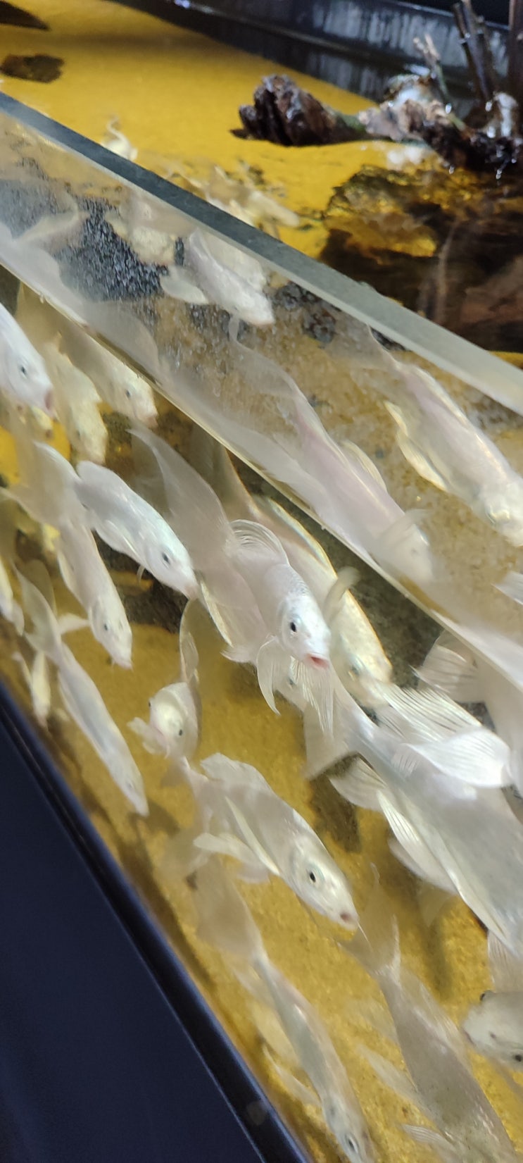 [전국부동산114] [사자성어]마중지봉 - 삼마/가운데중/어조사지/쑥봉