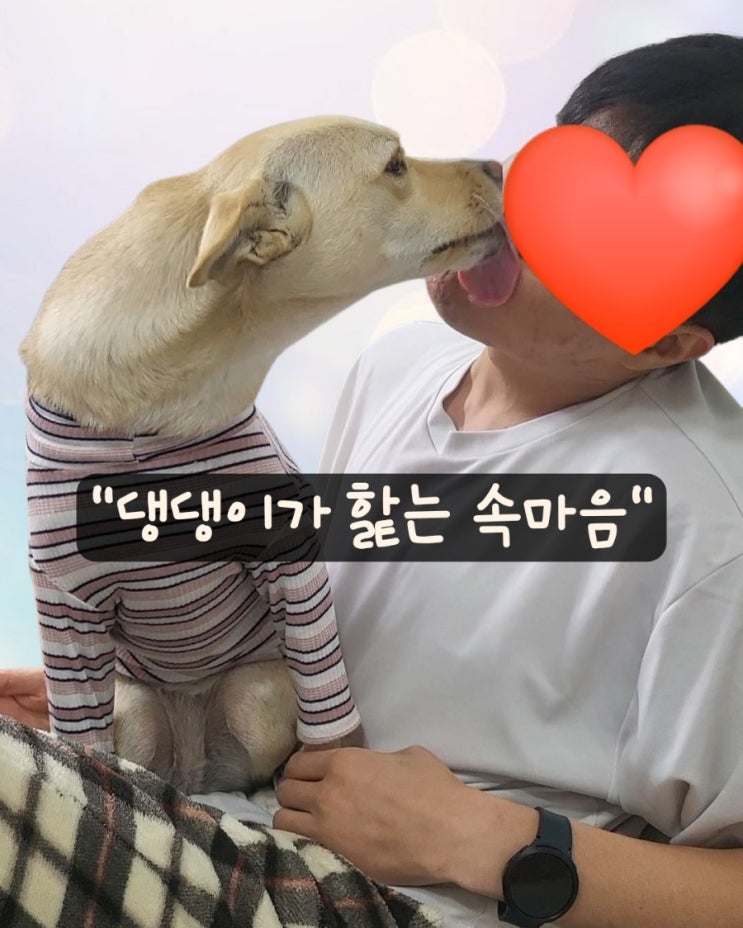  강아지가 손, 발, 얼굴을 핥는 이유? 부위별로 달라요