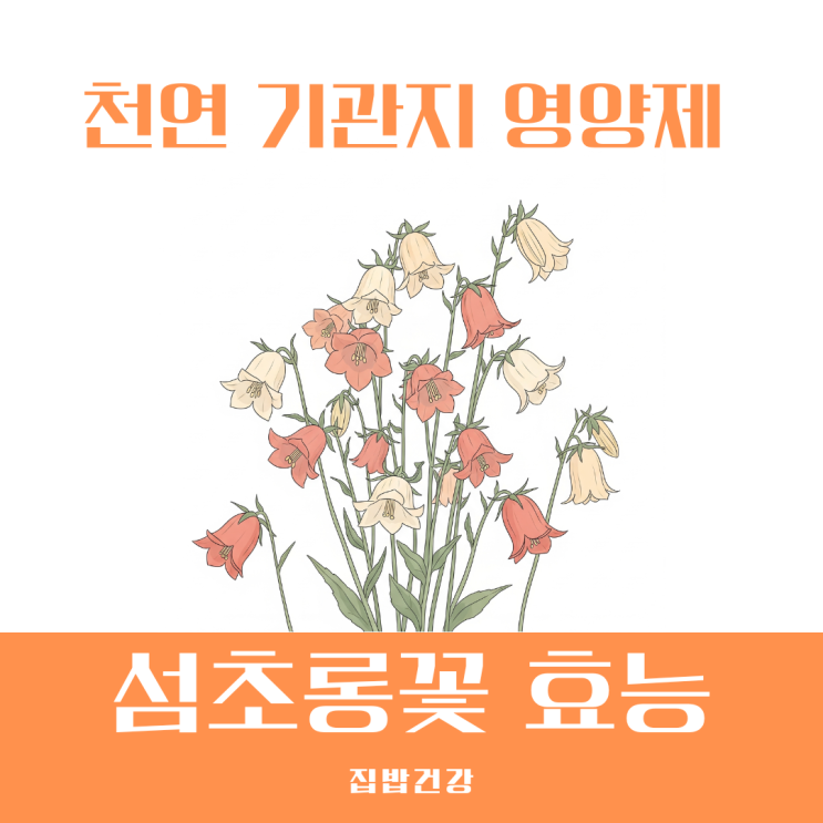 섬초롱꽃 효능 지긋지긋한 기침 가래 잡는 천연 기관지 영양제