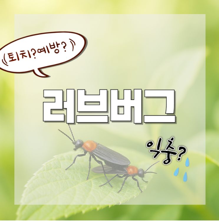  러브버그 수명 활동시기 예방법