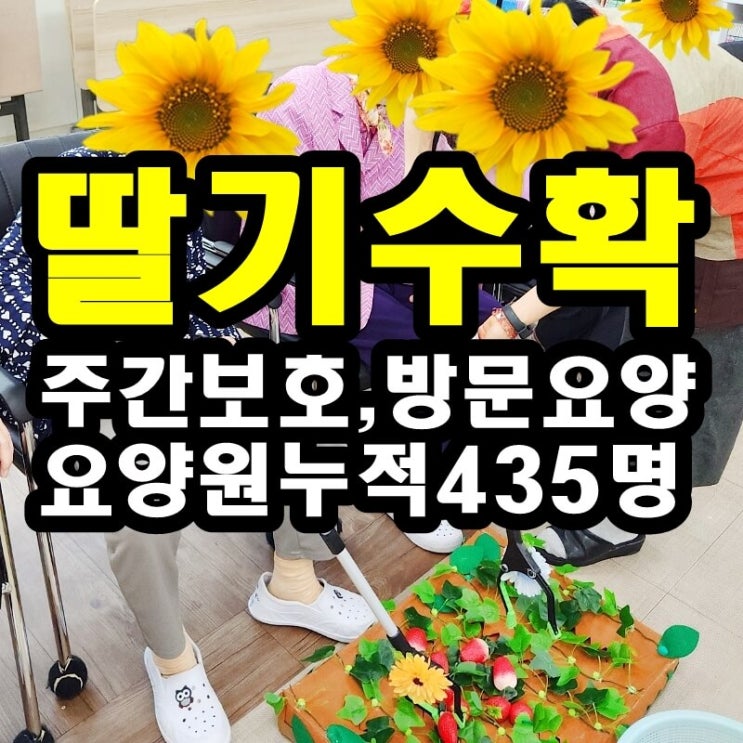  동탄 화성 병점주간보호센터 방문요양 딸기 수확하기
