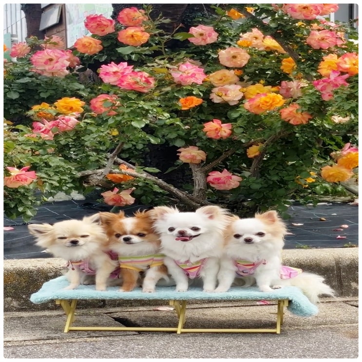 예쁜 강아지 이름 추천 평생 함께할 이름짓기