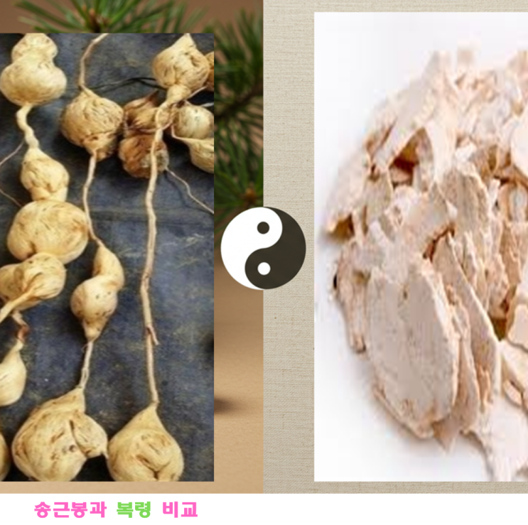 송근봉 vs 복령: 구분, 찾는 방법, 활용법 완벽 정리