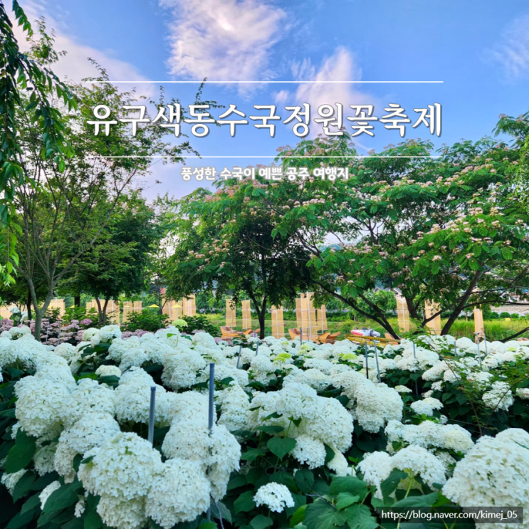 2025 공주 유구색동수국정원꽃축제 실시간 개화 상황 주차