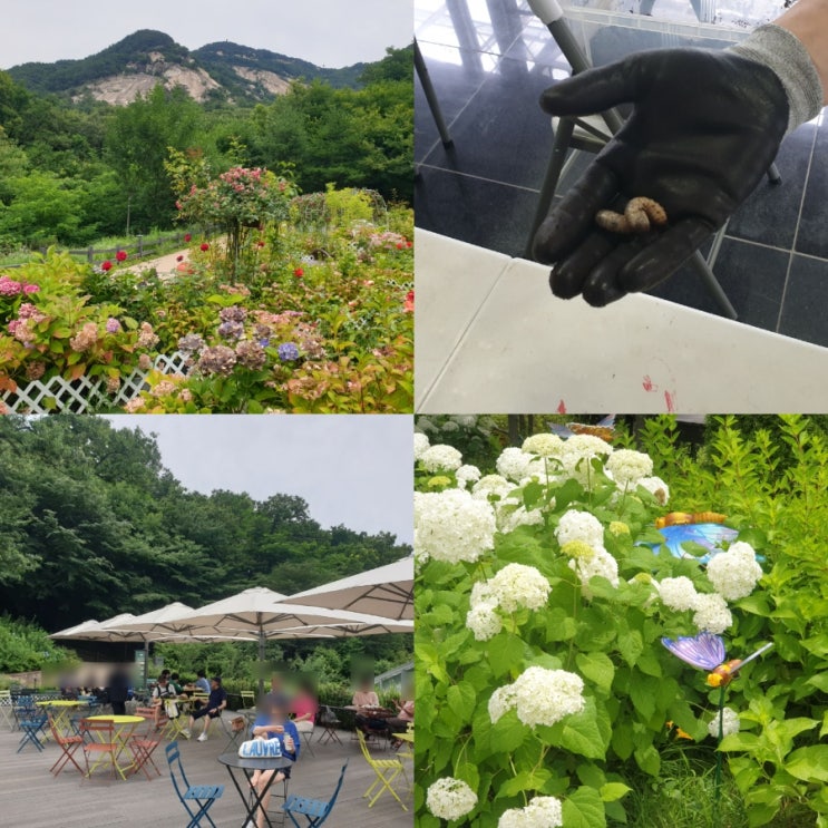 불암산 나비정원 수국장미정원 노원구 데이트 가볼만한곳 추천