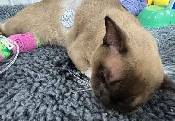 세탁기 갇힌 고양이…55분 찬물 세례 견디고 ‘기적 생존’