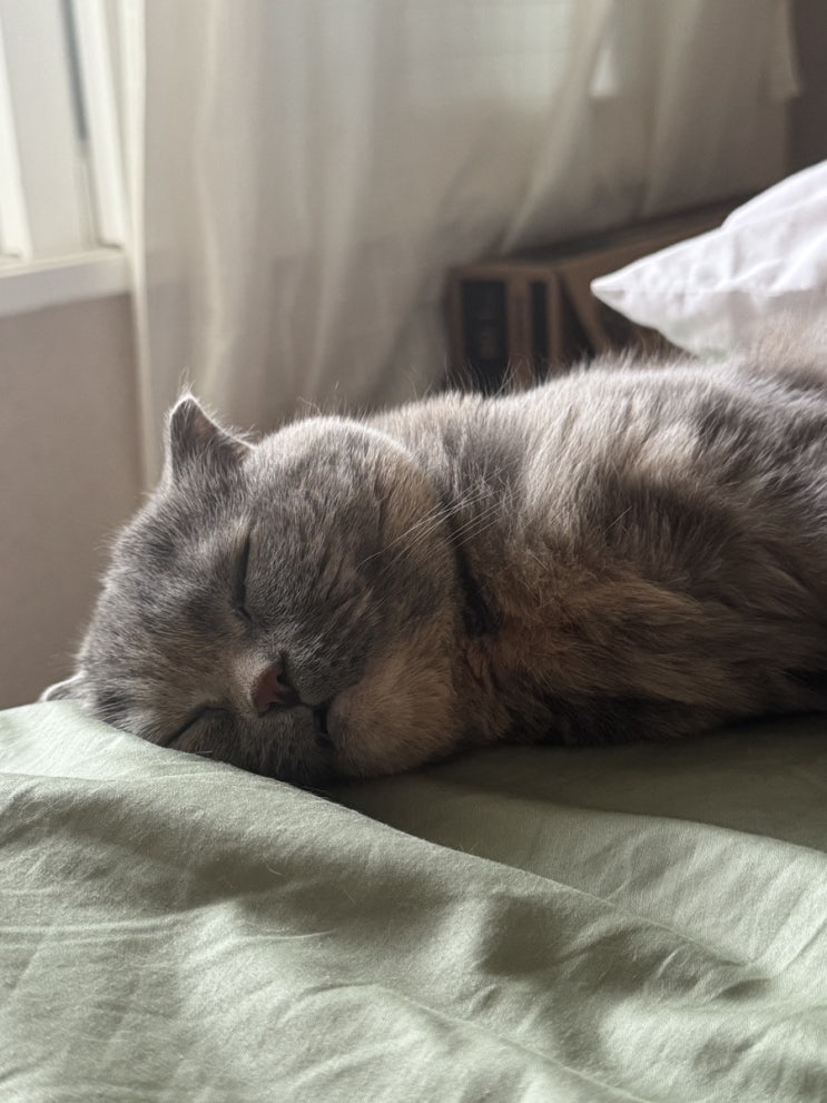  배아픈 고양이