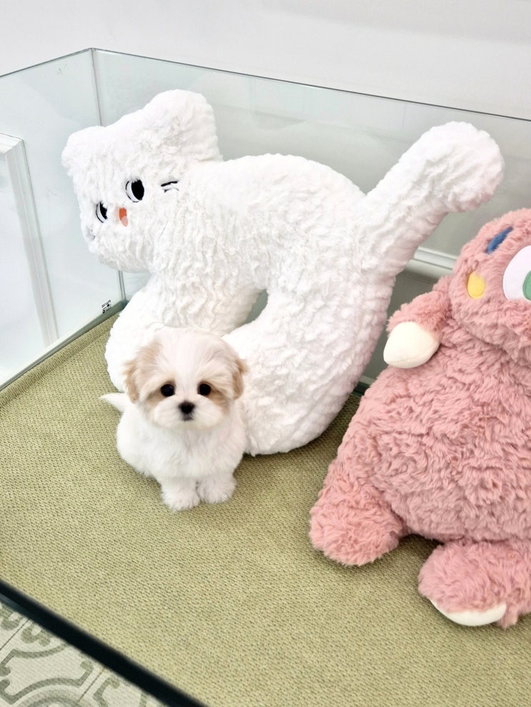  천안강아지분양, 신중한 선택, 4개월동안 제대로 알아본 후회 없는 분양 후기