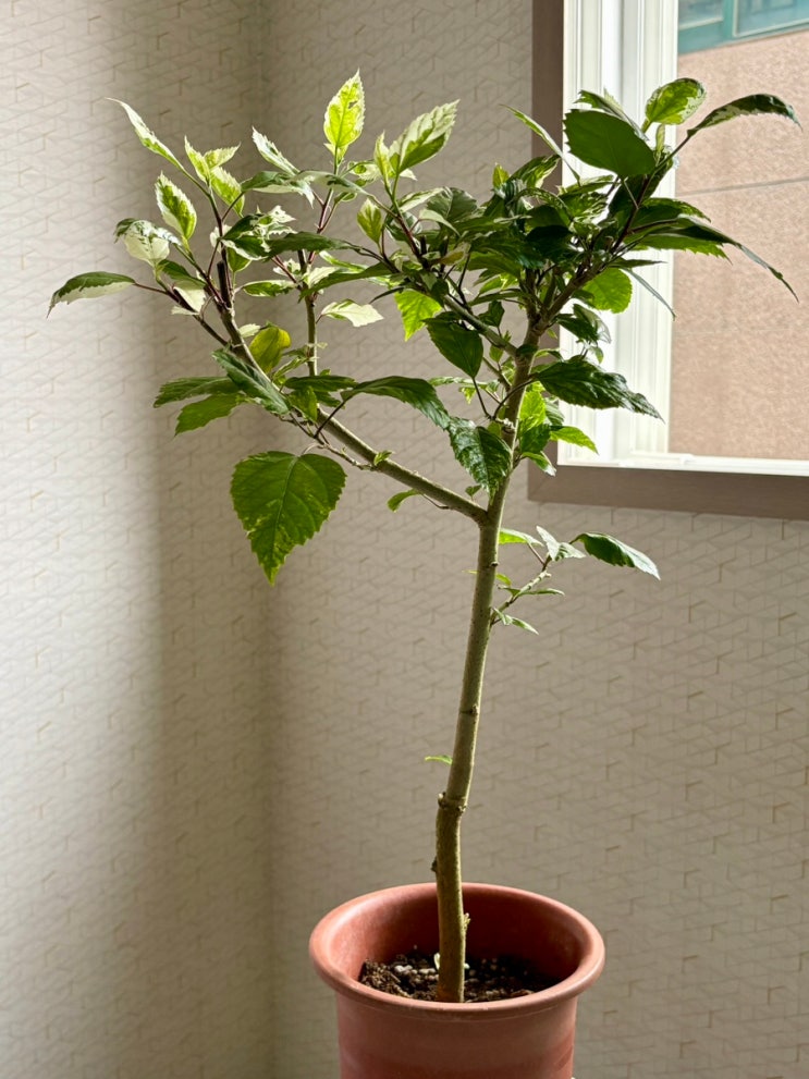  사계절 꽃피는 초보자용 실내 식물 추천! 왕가네농장 무늬히비커스