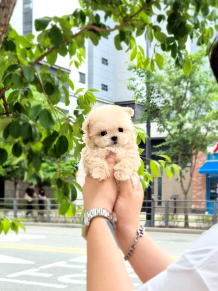  천안애견샵, 사기 걱정에 신중했던 분들... 우리집퍼피 분양 후기