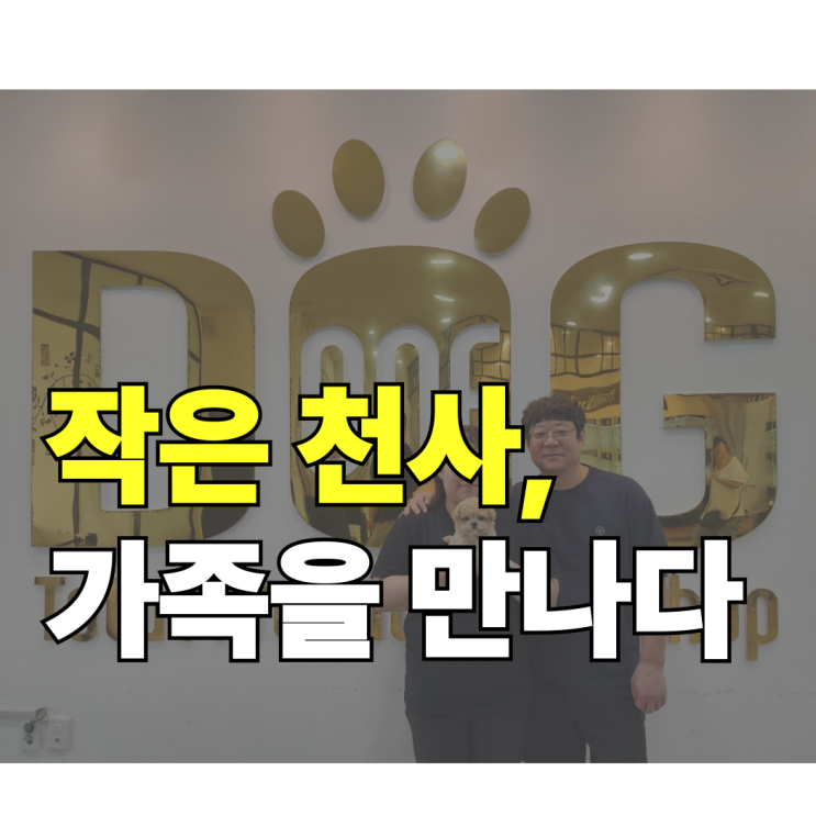  찐 후기가 증명하는 11년 운영 애견분양 센터 ! 세종시 강아지분양 전문 원독 말티푸 분양 리얼 후기