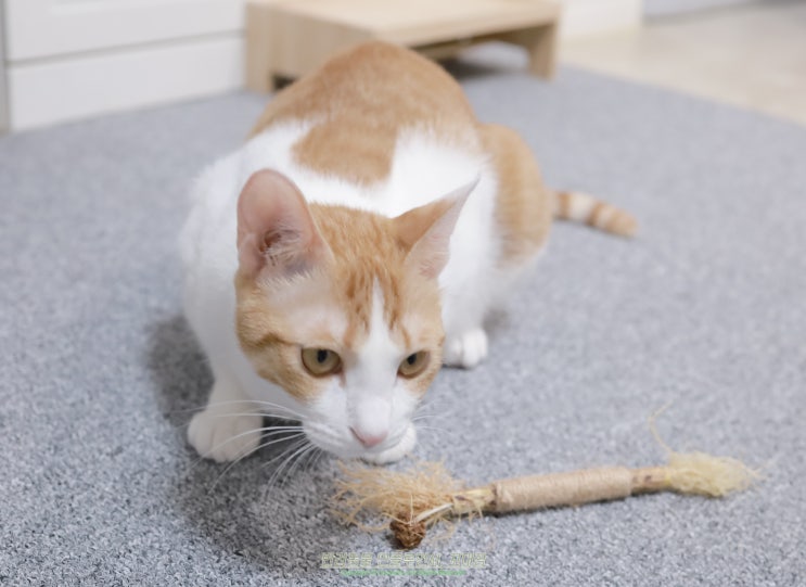 고양이 거친 숨소리 원인과 증상 관리법