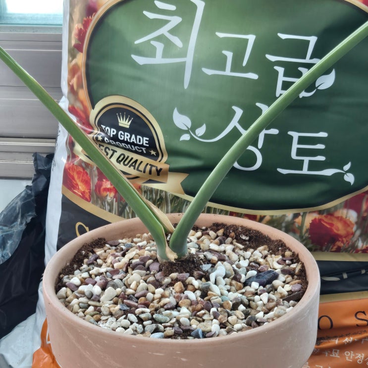  거목산업사 최고급 상토로 분갈이 방법 셀프로 화분 갈이 하기