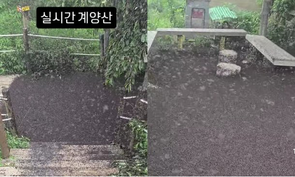 아스팔트처럼 깔린 '<b>러브버그</b>'…인천 <b>계양산</b>의 충격적인 풍경