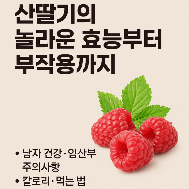  산딸기의 놀라운 효능부터 부작용까지! 남자 건강·임산부 주의사항·칼로리·먹는법 총정리