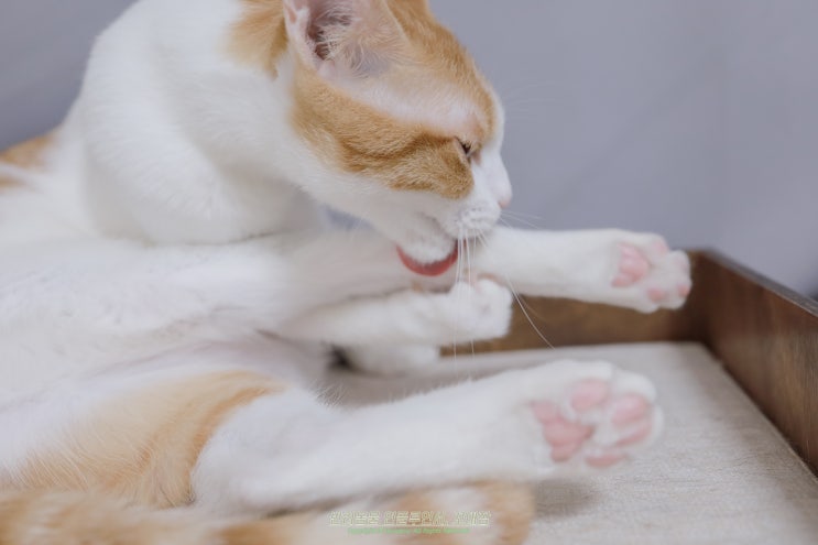고양이 그루밍 고양이가 핥는 이유가 있다고요!?