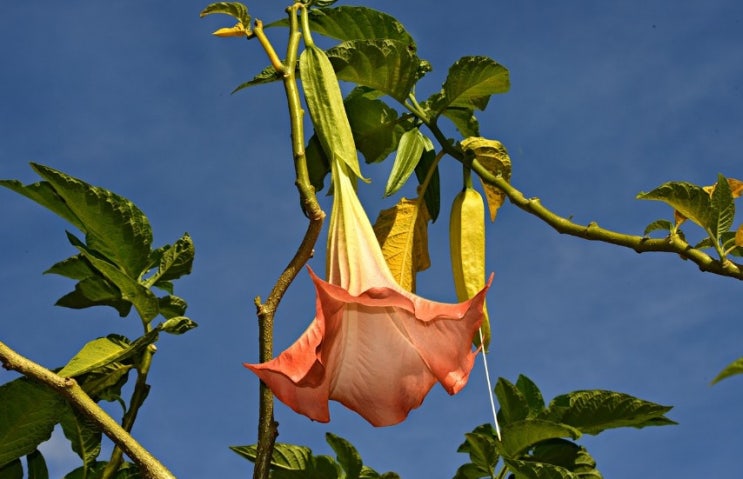  엔젤트럼펫 꽃말 살펴보기