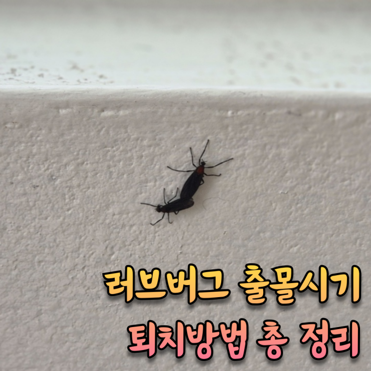  러브버그 출몰 시기, 퇴치 방법 총 정리