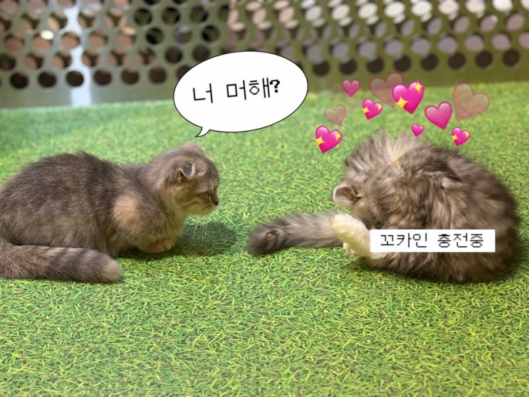  부산 광안리 고양이카페 피피피 펫스테이션점 내돈내산 후기