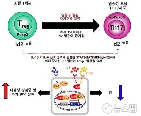 형질 세포 질환의 개요(단백혈증; 단클론 감모병증; 부단백혈증; 형질세포 이상(Plasma Cell Dyscrasias))