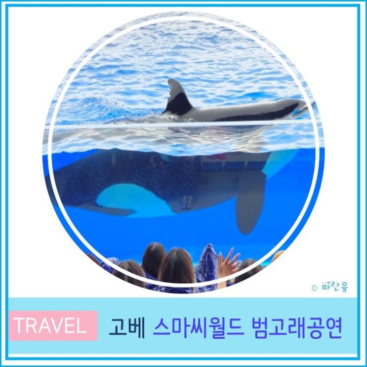  오사카 근교 고베 당일치기 여행 가볼 만한 곳 스마 씨월드 범 고래 공연