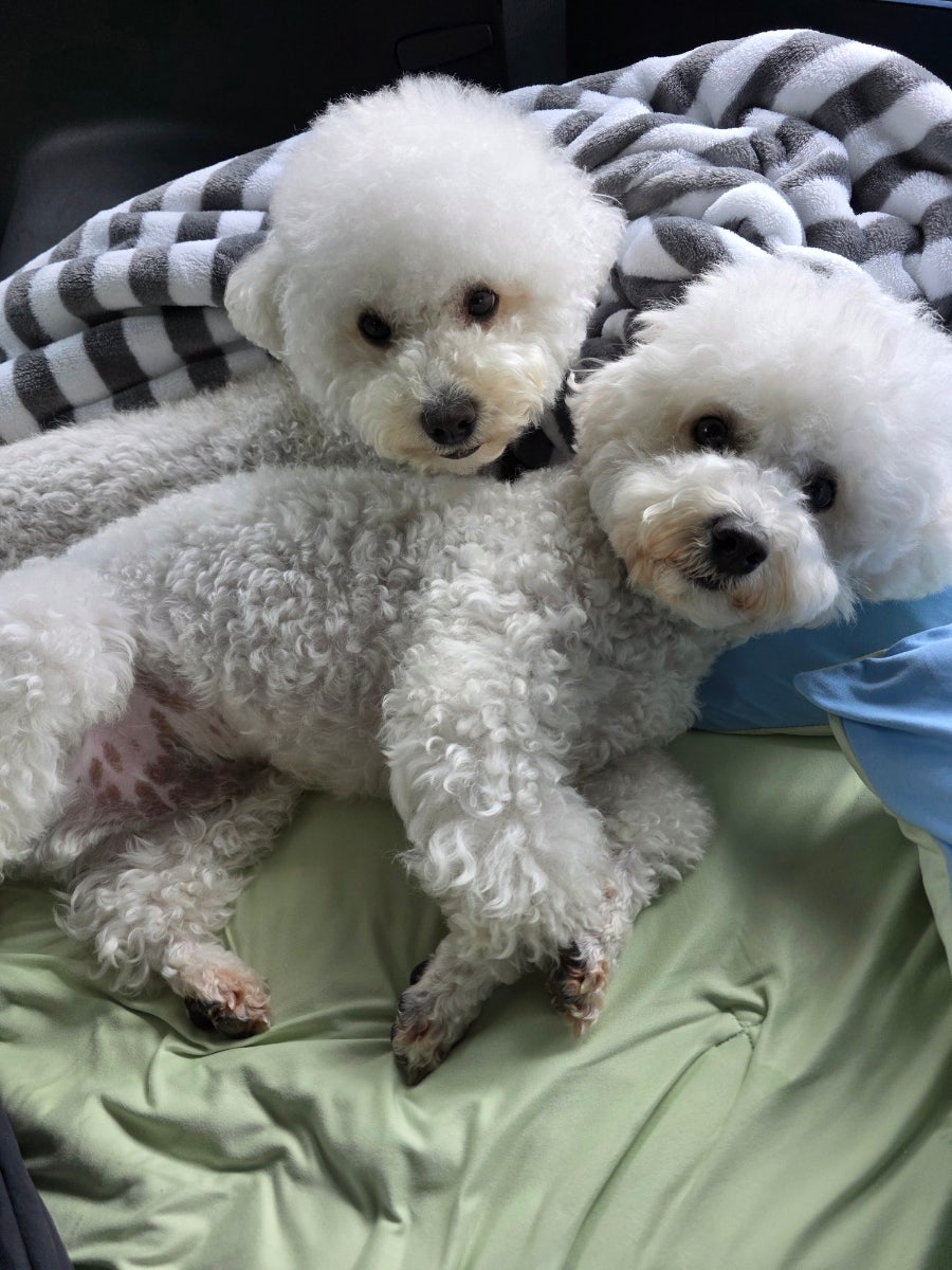 로만티카 애견펜션 사진 1