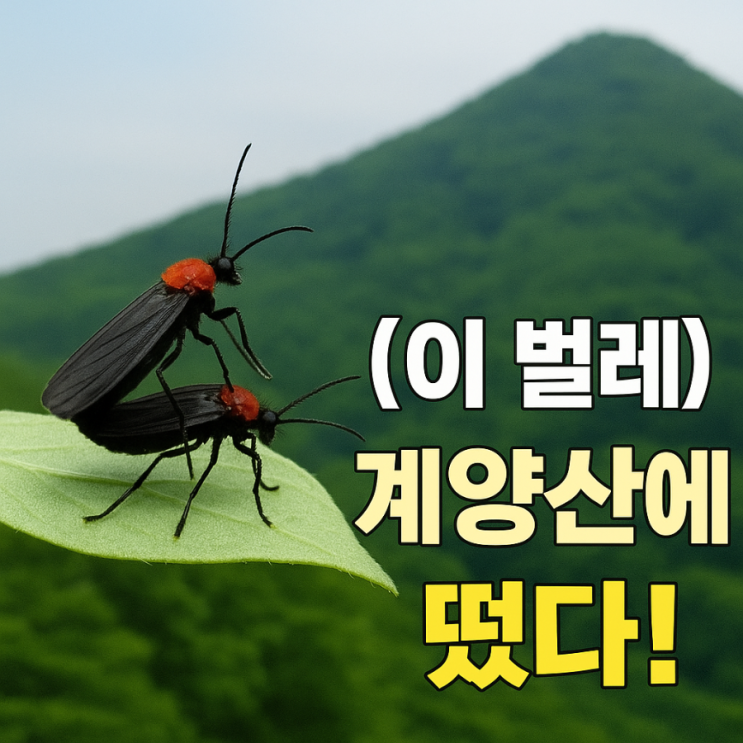 <b>계양산</b>에 <b>러브버그</b> 떴다! 벌레 <b>출몰</b>시기, 서식지, 퇴치 방법