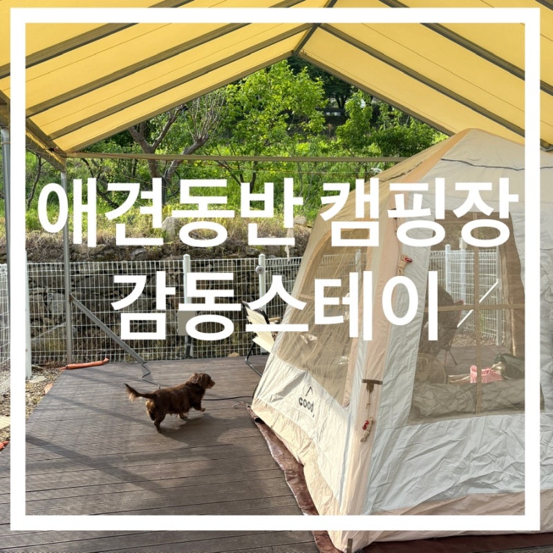 감동스테이캠프