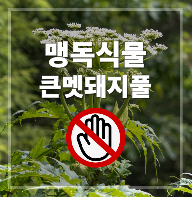  큰멧돼지풀 맹독식물 실명 주의사항