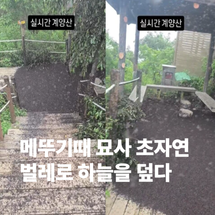 벌레가 하늘을 습격 <b>러브버그</b>싫다 민원폭주 퇴치법 <b>계양산</b>... 