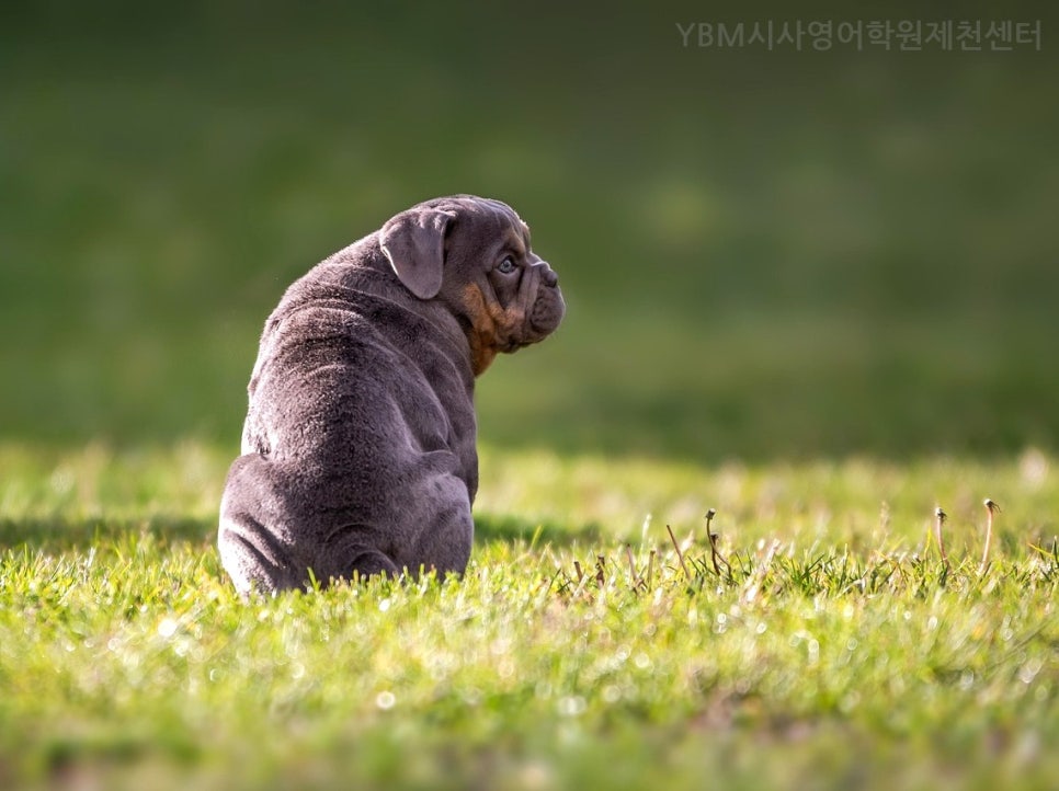 YBM시사영어학원 사진 4