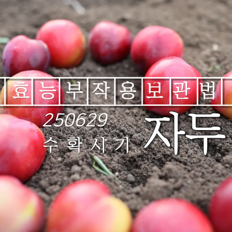  자두 수확시기 효능 부작용 보관법 영양성분