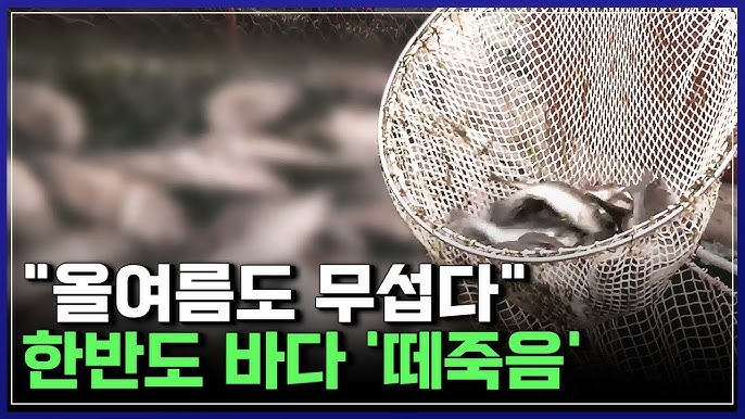 한반도 바다 '떼죽음'..이상현상 공포 덮쳤다 한반도 바다 '떼죽음'..이상현상 공포 덮쳤다