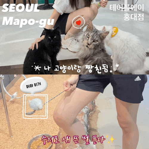  고양이랑 짱친될사람? 서울 실내 동물원 홍대 테이블에이 방문 후기
