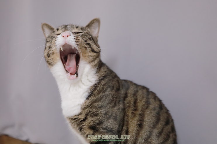 고양이 이빨, 고양이한테 물렸을때 병원 가나요?