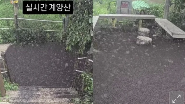 서울 인천 <b>계양산 러브버그</b> 벌레 출몰 원인 수명 유충