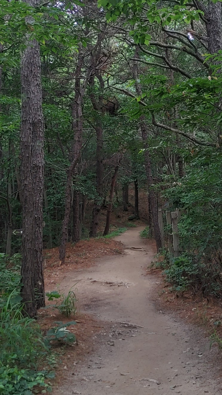 망현산의 솔향기를 느끼며...(20250629) 망현산의 솔향기를 느끼며...(20250629)