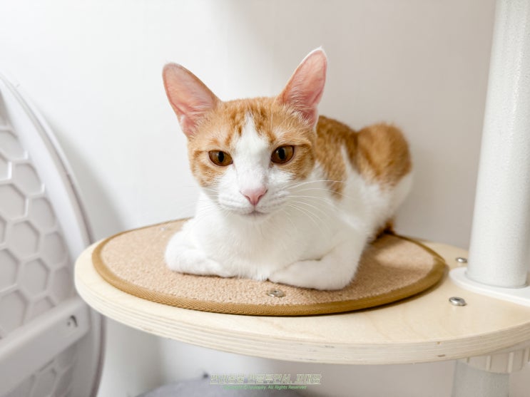 고양이 식빵 자세 이런 뜻이 있다니!