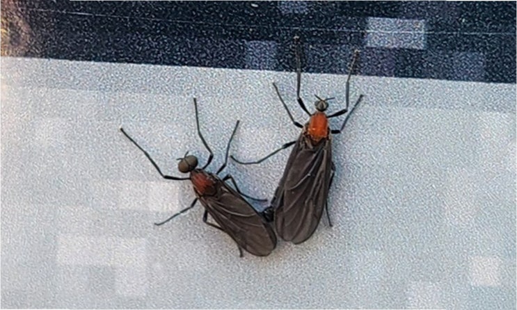 계양산, '<b>러브버그</b> 습격'에 기절할 뻔…끝없는 <b>사체</b> 공포... 