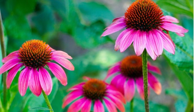  에키나시아 꽃말 살펴보기