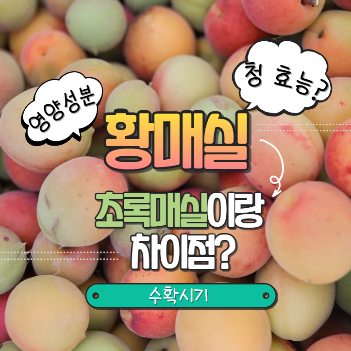  황매실 수확시기 황매실청 효능 초록매실 차이점?