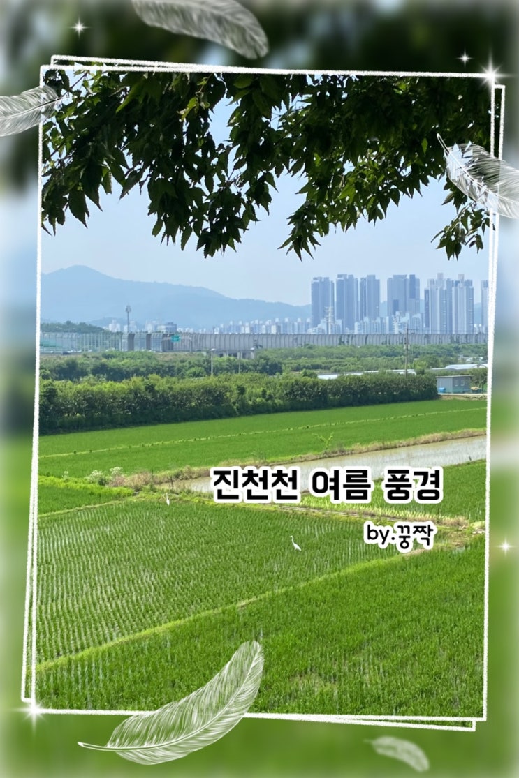 진천천에서 바라본 여름 풍경