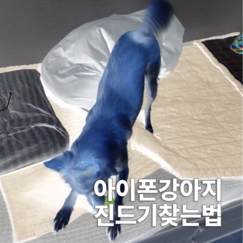 아이폰 강아지 진드기 찾는법