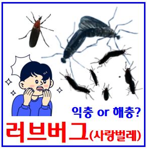 러브버그·사랑벌레 (ft. 털파리) : 계양산, 퇴치제, 익해충, 출몰시기, 뜻, 방역, 수명, 유충, 모기, 먹이, 방충망, 에프킬라, 무리, 알, 생김새, 암수컷