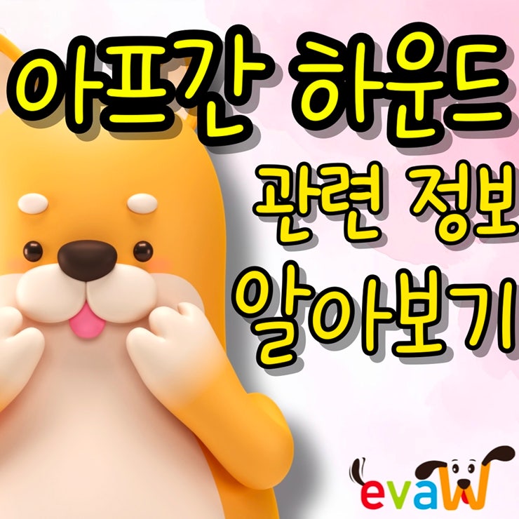  아프칸하운드, 우아함과 야성의 조화를 품은 견종의 정수 분양 가격과 정보