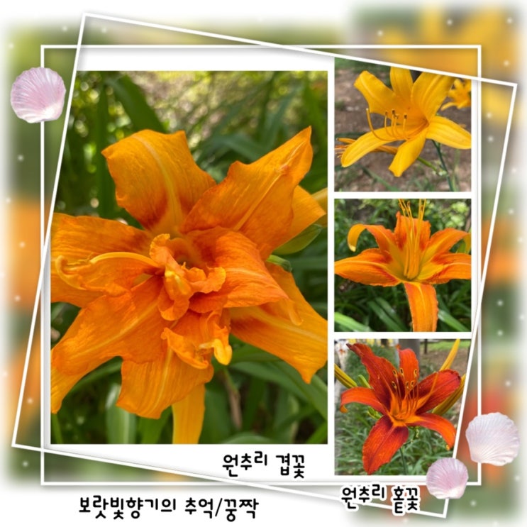 원추리꽃,원추리 겹꽃