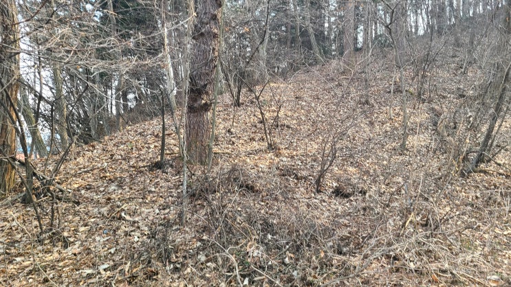   경북 고령군 덕곡면 용흥리 임야", 자연 속 힐링과 미래 가치를 품은 임야 투자 기회! 왕창 저렴"