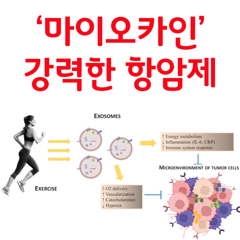 운동하면 암세포 죽이는 '마이오카인' 암 예방, 생존율