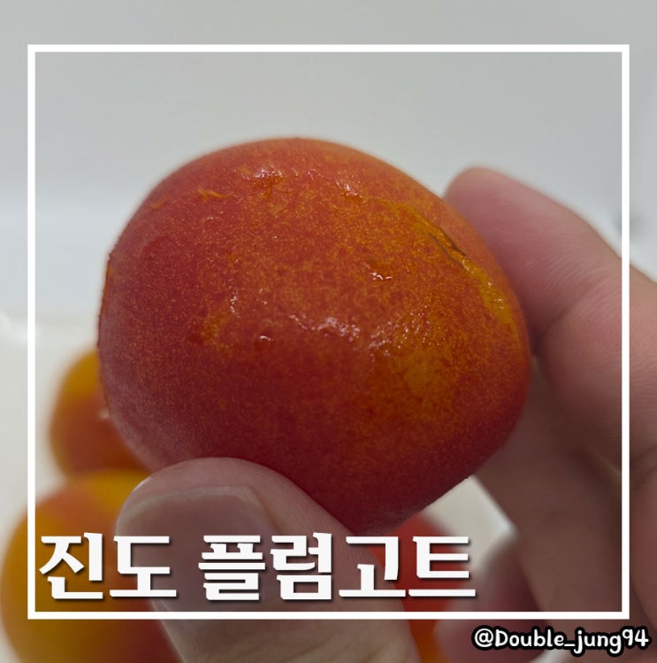  7월 제철 과일 달고 부드러운 진도 플럼고트